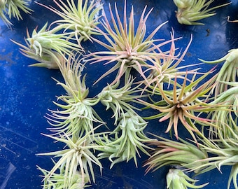 Tillandsia Ionantha Fuego pack! ORganic!SALE!