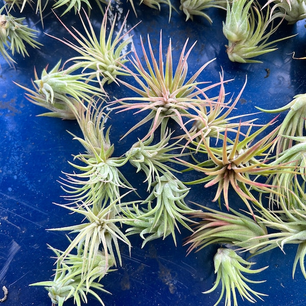 Tillandsia Ionantha Fuego pack! ORganic!SALE!