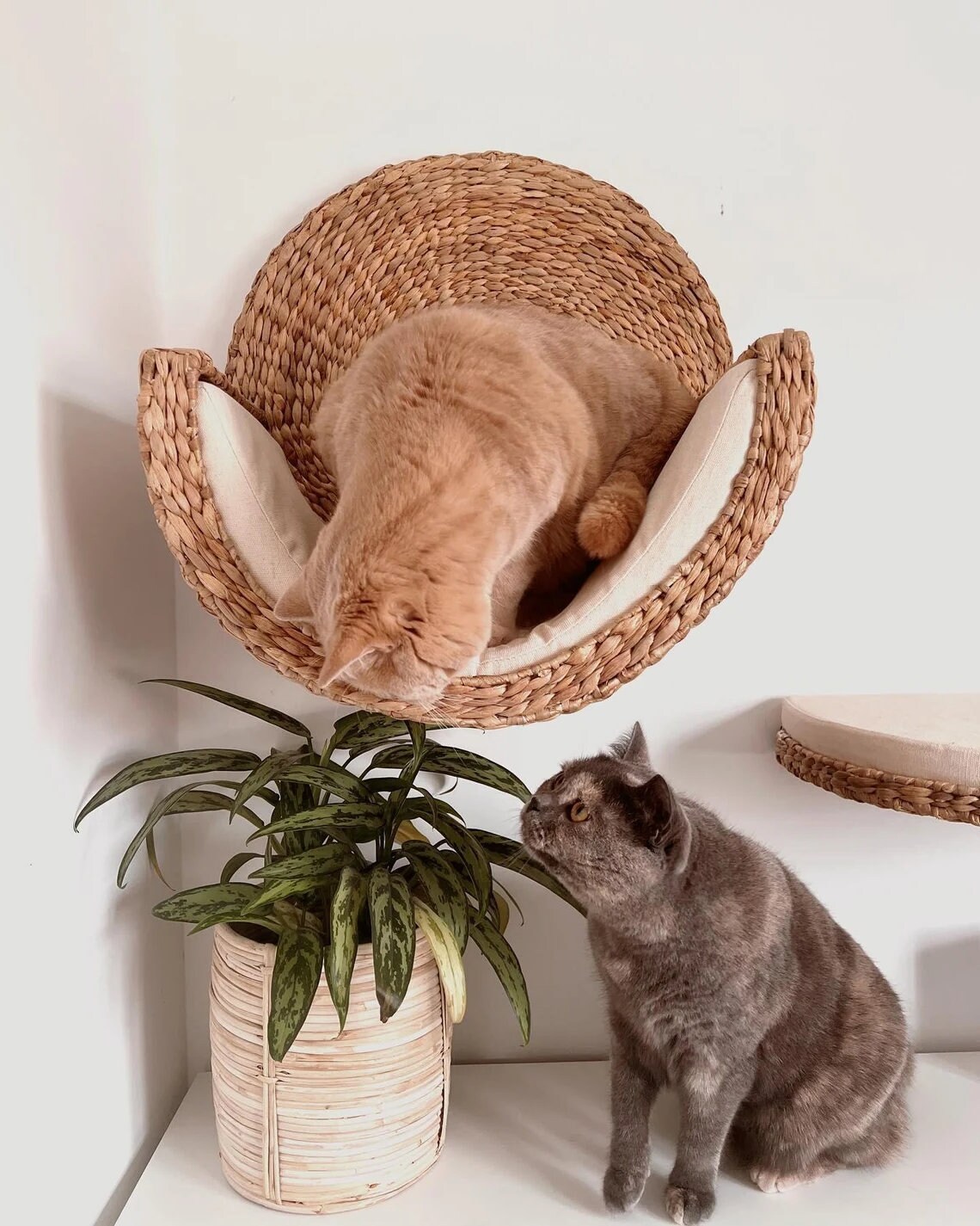 Set of 2 Cat Activity Wall Shelves Cat Furniture Modern Etsy