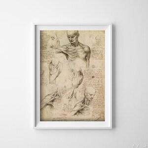 Da Vinci Anatomical Print Muscles Retro Poster, Aesthetic Art, Anatomical Decor, Anatomy Wall Decor #666