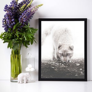 Arctic Fox Print - Fox Wall Art - Animal Modern  Wall Art - Arctic Animal Poster - Modern poster - Black and white photography  #13A