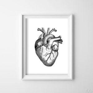 Retro Anatomical Poster Heart Retro Poster, Self Adhesive Poster, Human Anatomy Print, Anatomy Wall Decor #647