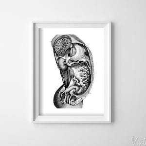 Anatomical Inside Organ Poster Retro Poster, Retro Poster, Human Body Part, Doctors Poster #642