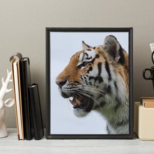 Siberian Tiger Print - modern print - Wild animal - Animal Art Wall - Poster photo - Tiger Photography - Modern  wall art  #8A