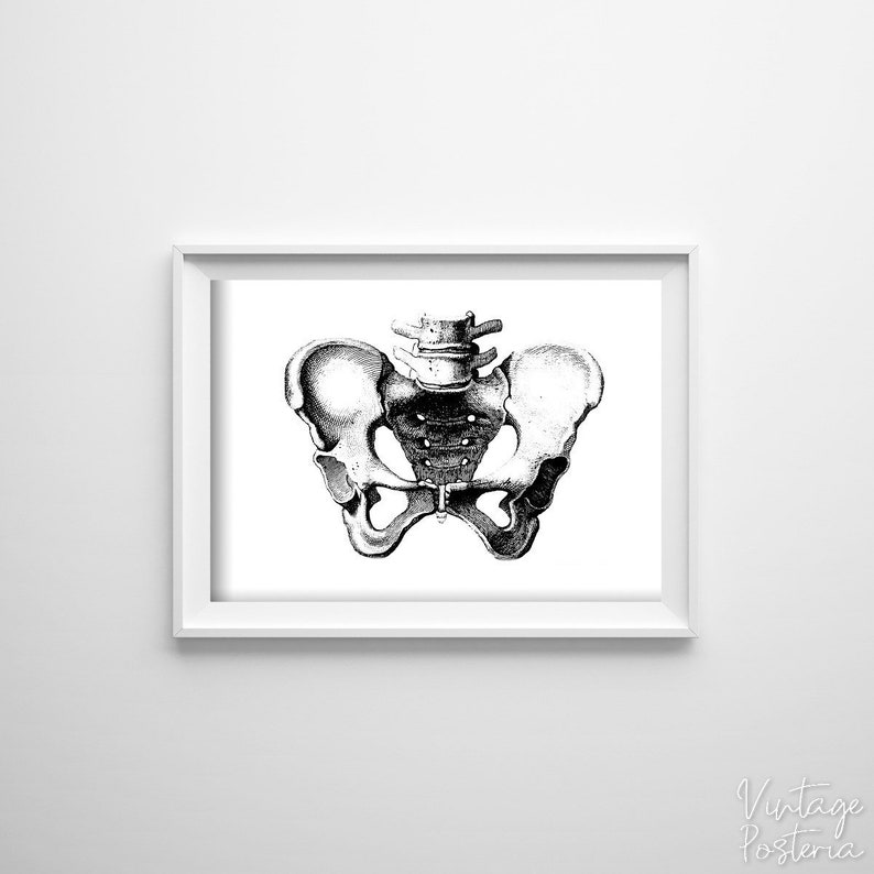 Vintage Anatomical Prints Pelvis Vintage Poster Educational Poster Skeleton Illustration #643 Illustration Print