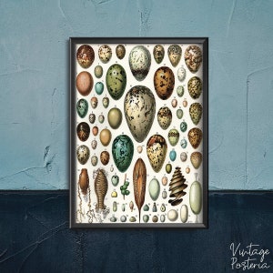 Retro Eier Print Adolphe Millot Retro Poster, Wandbehang, Retro, lustige Wand Kunst #61