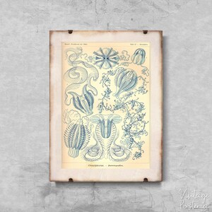 Retro Sea Art Ctenohorae Ernst Haeckel Retro Poster, Aesthetic Wall Hangings, Seaside Style, Sea Wall Decor #603