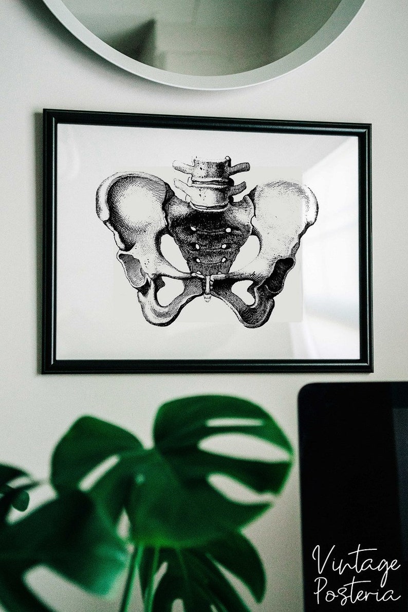 Vintage Anatomical Prints Pelvis Vintage Poster Educational Poster Skeleton Illustration #643 Illustration Print