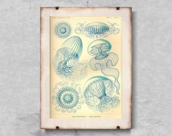 Jellyfish Retro Leptmedusae Ernst Haeckel Retro Poster, Retro Wall Decoration, Ernst Haeckel, Ocean Wall Art #616