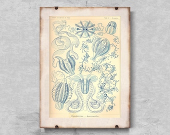Sea Animal Vintage Ctnenophorae Ernst Haeckel Vintage Poster, Modern Print, Sea Life Poster, Marine Art #613