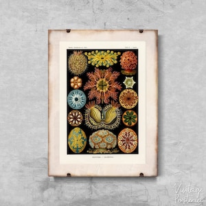 Póster retro de Ascidiae, animales marinos, Ernst Haeckel, carteles modernos, Ernst Haeckel, arte de pared marino n.° 589