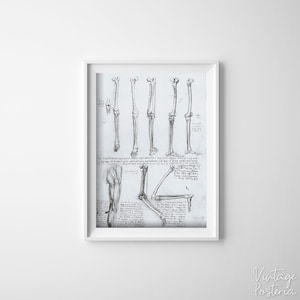 Da Vinci Anatomy Print Bones Legs Retro Poster, Art Print, Anatomical Decor, Organs Illustration #665