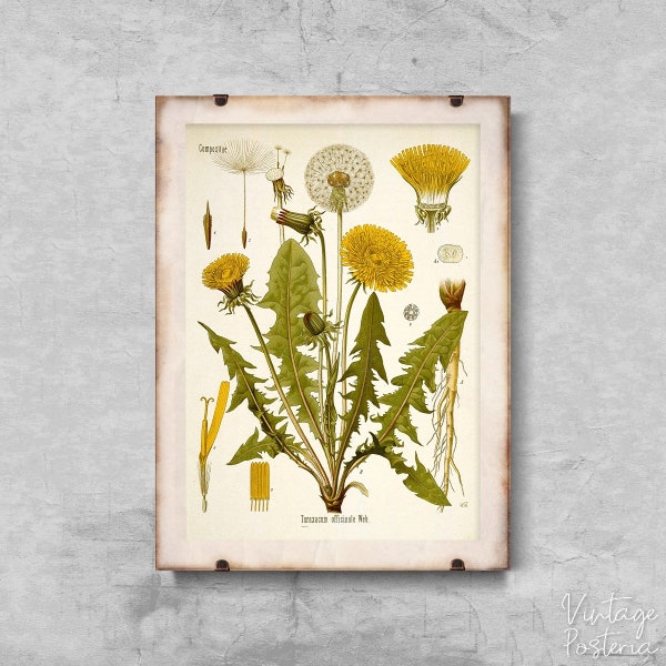 Teraxacum Officinale Dandelion Print Retro Poster, Retro Print, Plants Art, Botanic Art #682