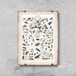 Retro Insects Science Print Adolphe Millot Retro Poster, Retro Wall Art, Botanical Art, Flowery Decor #674