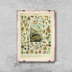 Adolphe Millot Mollusques Retro Poster, Modern Posters, Millot Poster, Flowery Decor #680