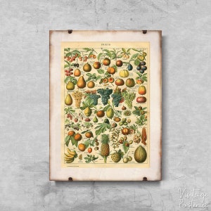 Retro Fruit Print Adolphe Millot Retro Poster, Wall Hanging, Retro Flower, Floral Wall Decor #692