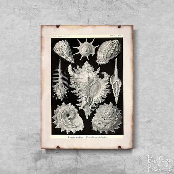 洋書 Shells - Classic Natural History Prints Natural History Prints Shells - 14 For Sale on 1stDibs