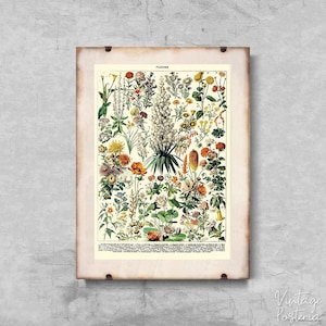 Retro Flower Print Adolphe Millot Retro Poster, Retro Wall Decoration, Botanical Prints, Flowery Decor #687