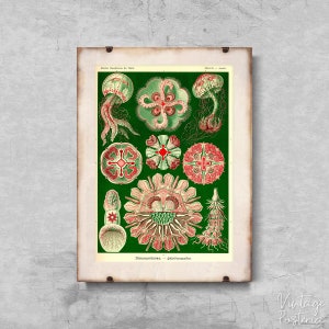 Jellyfish Retro Discomedusae Ernst Haeckel Retro Poster, Art Print, Ernst Haeckel, Seaside Wall Art #605