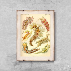 Retro Mollusk Nudibranchia Ernst Haeckel Retro Poster, Aesthetic Art, Tropical Art, Marine Style #606