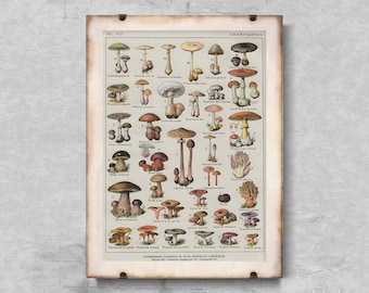 Retro Botanical Print Mushrooms Science Champignons Retro Poster, Aesthetic Wall Hangings, Retro Botanical, Plants Wall Decor #675