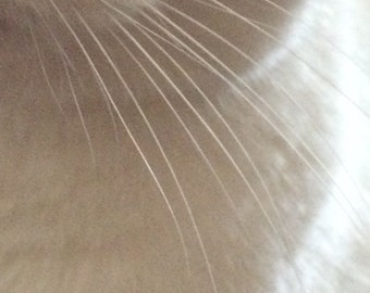 Repairs and Replacements, Whisker Jewelry