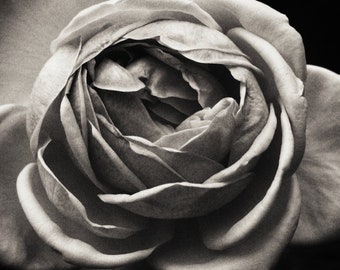 black and white rose
