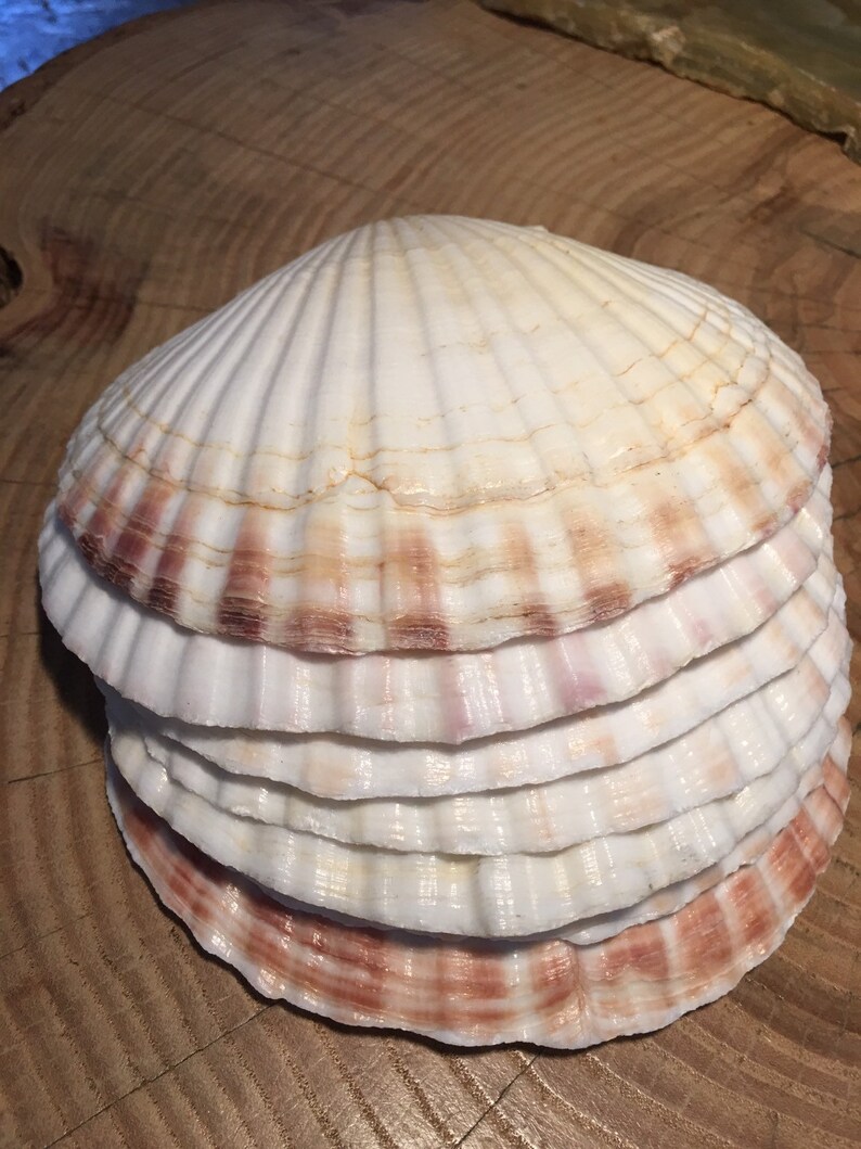 8 scalloped clam shell baking dish/plates from Japan Etsy