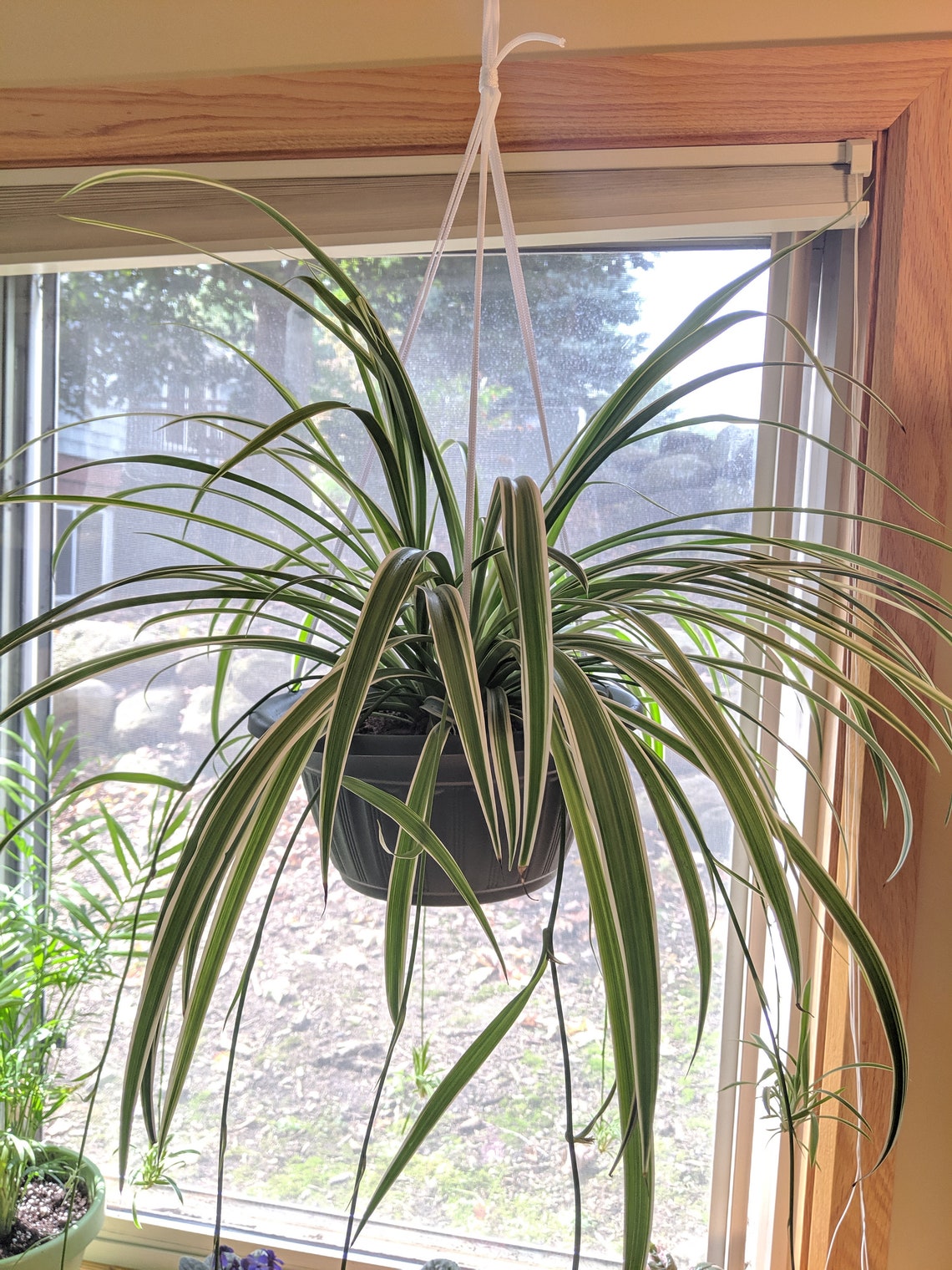 2 fresh Spider Plant Cuttings Unrooted Etsy
