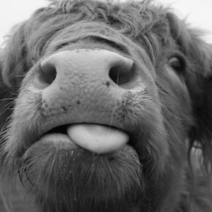 Highland Cow A3 DIGITAL PRINT Black & White