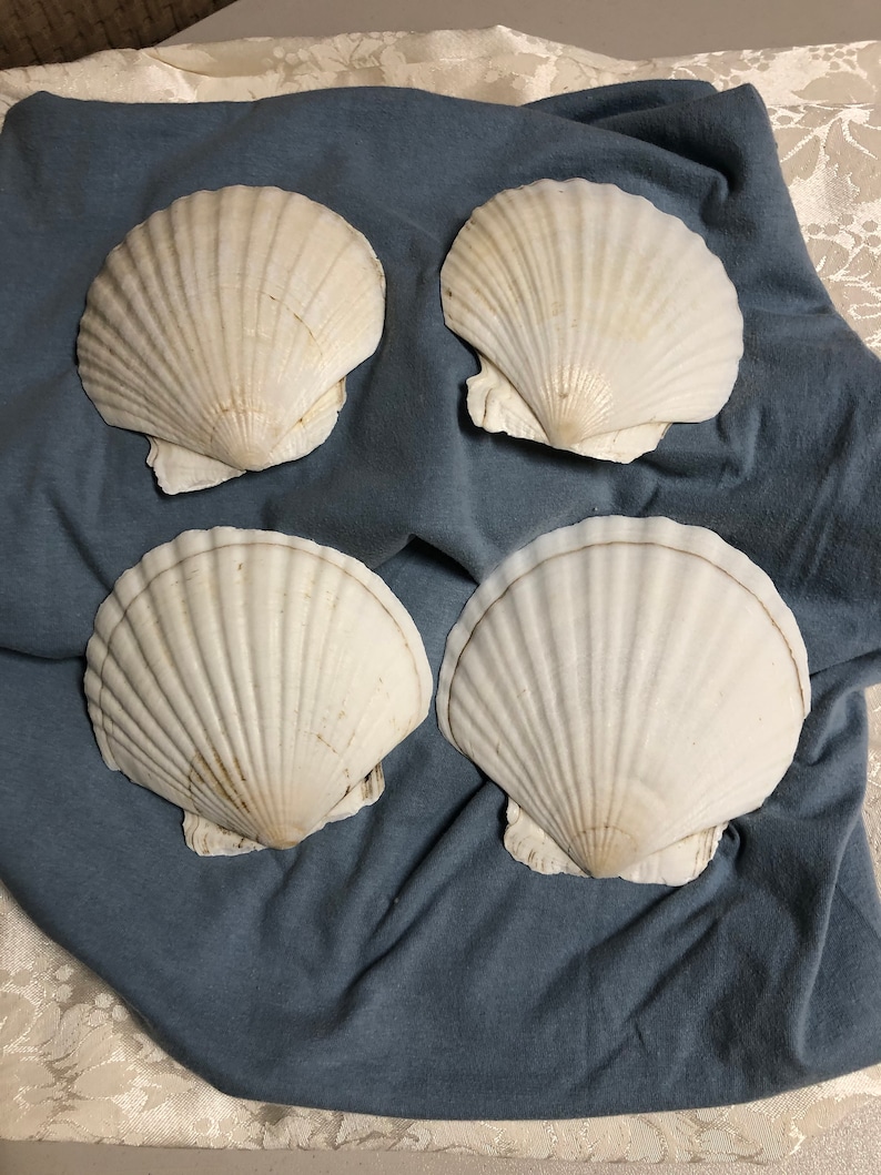 Scallop Seashells In Sets of Four