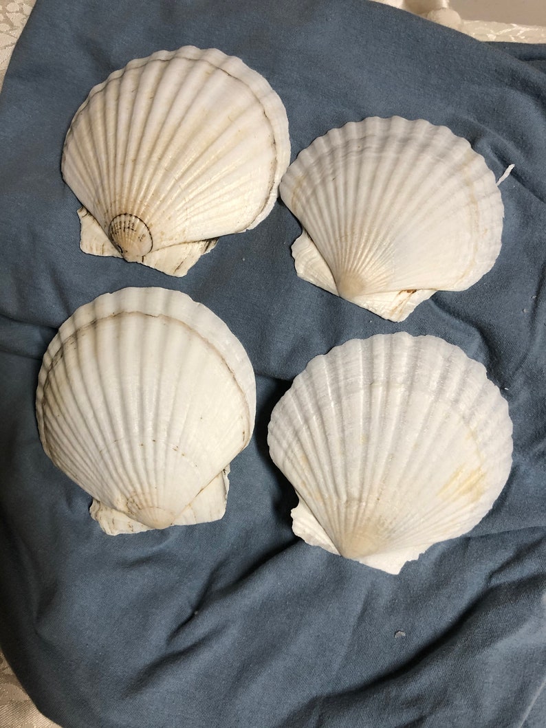 Scallop Seashells In Sets of Four