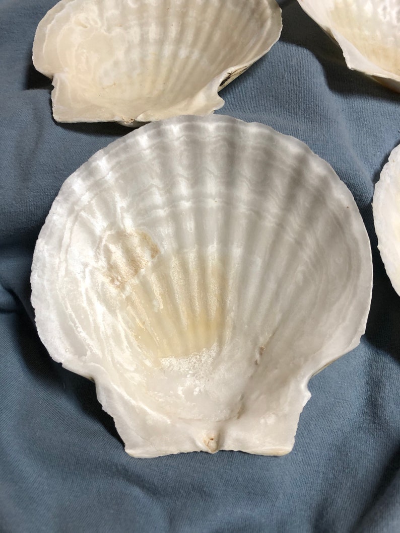 Scallop Seashells In Sets of Four