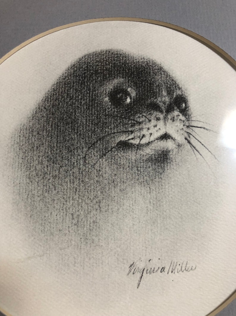 Charcoal Drawing Of A Seal By Virginia Miller Etsy