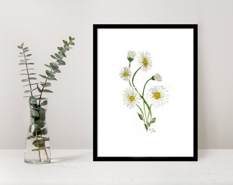 daisy print, A4 daisy botanical print, daisies print