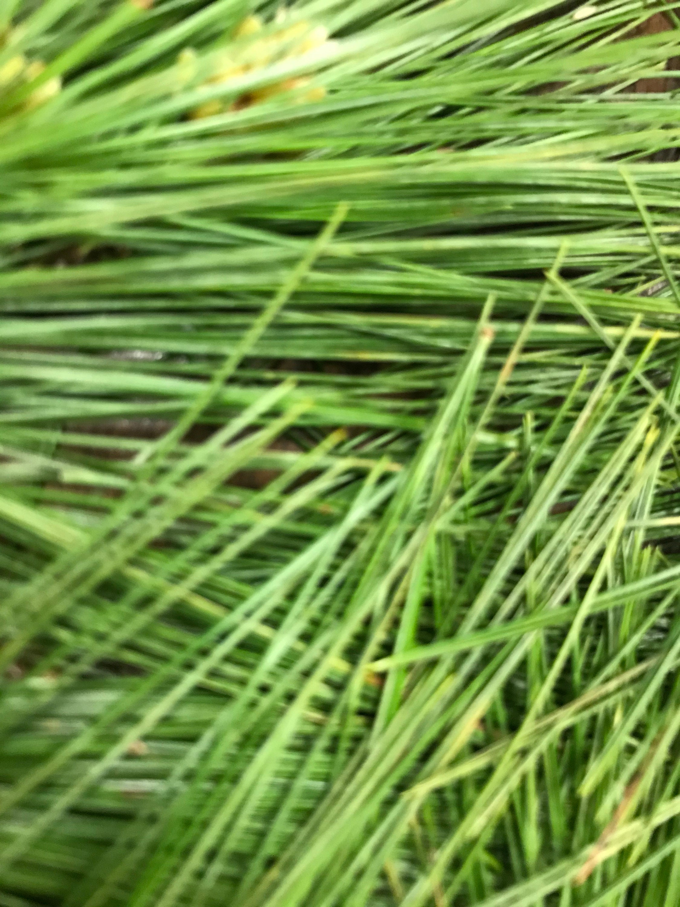 1 oz. White Pine Needles from NC Mountain Tea or Crafts Etsy