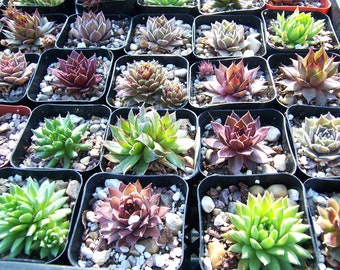 10 Sempervivum Hen & Chicks Rooted Plants from 2" Pots * Color Texture Mix * EZ to Grow Hardy Succulents