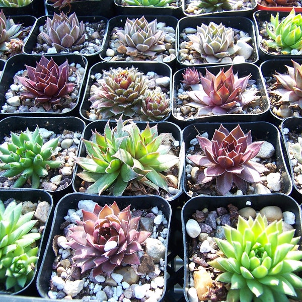 10 Sempervivum Hen & Chicks Rooted Plants from 2" Pots * Color Texture Mix * EZ to Grow Hardy Succulents