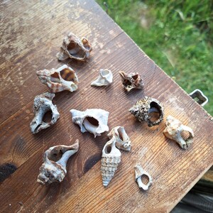 Puede incluir: Una colección de 12 conchas marinas de diversas formas y tamaños, algunas con patrones marrones y blancos, sobre una superficie de madera.