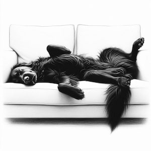 Puede incluir: Dibujo a l&aacute;piz de un perro negro durmiendo en un sof&aacute; blanco. El perro est&aacute; tumbado boca arriba, con su pelaje esponjoso y su cola enroscada visibles. El sombreado crea una sensaci&oacute;n de profundidad y textura, representando una escena relajada.