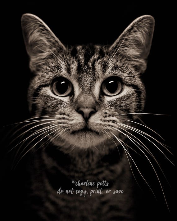 Cat PFP | Photographic Print