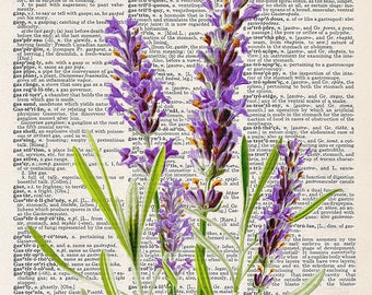 Lavender | Art Print