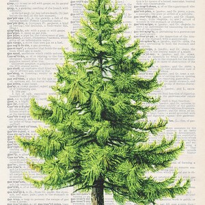 Puede incluir: Una ilustración vintage de un árbol de coníferas verde con un tronco grueso y ramas. El árbol está sobre un fondo de página de diccionario con texto sobre la palabra "grasp".