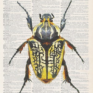 Könnte beinhalten: Nahaufnahme eines schwarz-gelben Käfers mit einer detaillierten Illustration seines Körpers. Der Käfer befindet sich auf einer Seite aus einem Wörterbuch, auf der das Wort "grasp" hervorgehoben ist. Die Wörterbuchseite enthält Definitionen für Wörter, die sich auf den Magen und das Verdauungssystem beziehen.