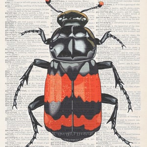 Könnte beinhalten: Ein schwarzer und roter Käfer mit großen Mundwerkzeugen, vor einem alten, cremefarbenen Blatt mit schwarzem Text. Der Käfer hat ein rotes und schwarzes Muster auf seinem Rücken und rote Markierungen an seinen Beinen. Der Text auf dem Blatt ist eine Wörterbuchdefinition des Wortes "greifen".