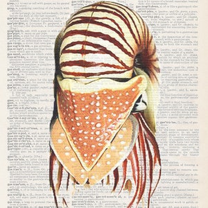 Coquille de nautile | Impression artistique