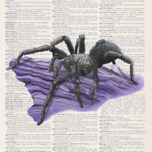 Könnte beinhalten: Eine Vintage-Illustration einer Vogelspinne auf einem violetten Hintergrund mit Text aus einer Wörterbuchseite. Der Text enthält Definitionen für Wörter im Zusammenhang mit Magen und Verdauung.