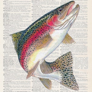 Rainbow Trout | Art Print