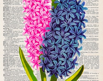 Hyacinth | Art Print