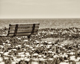In Session - Beaux-arts N/B des prairies ensoleillées : fleurs estivales et banc patiné
